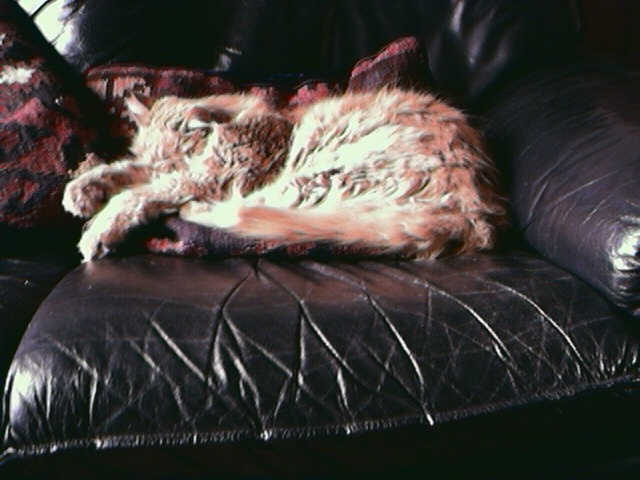 verylazyru
