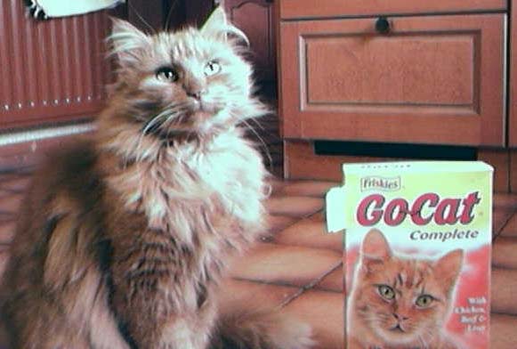 Ru Cat !